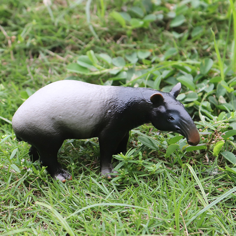Oenux Wild Boar Tapirus Indicu - đánh giá và giá Kids Without Education