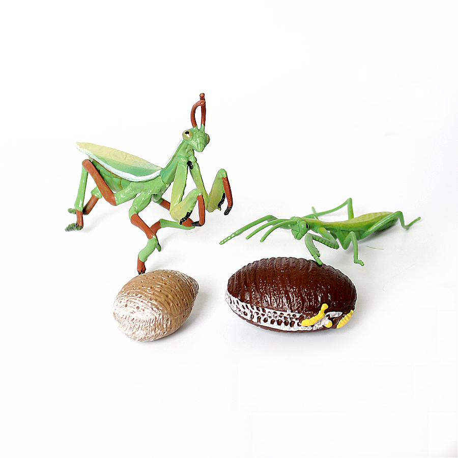 Realistic Orchid Mantis Dead L - đánh giá và giá Kids Educational Game